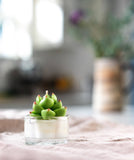 000 ($18) Zoetstudio - Succulent Tealight Candles