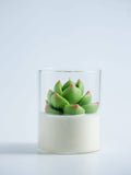 000 ($40) Zoetstudio - Succulent Soy Candle