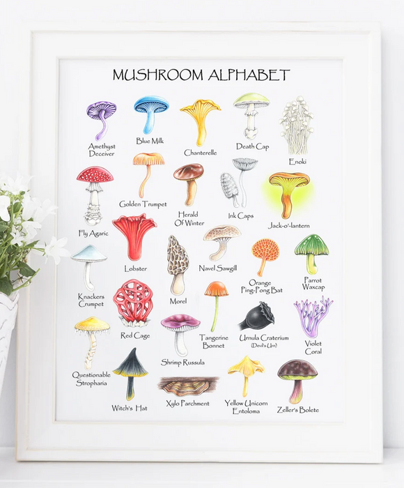 205 ($18) Print - Mushroom Alpha