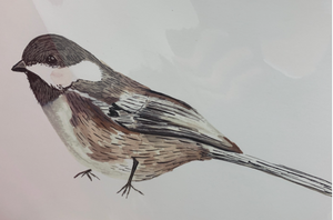 201 ($15) Print - Bird - Chickadee