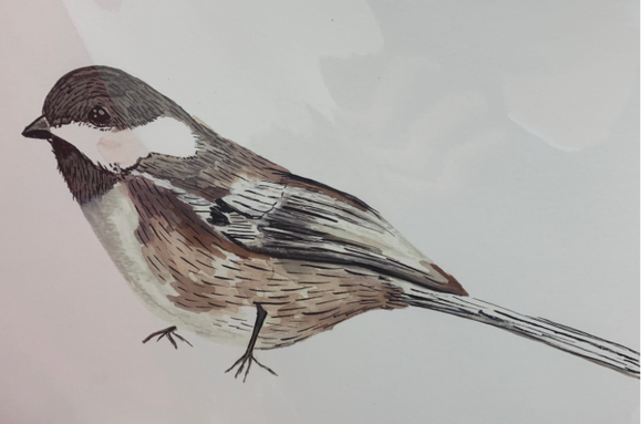 201 ($6) Card - Bird - Chickadee