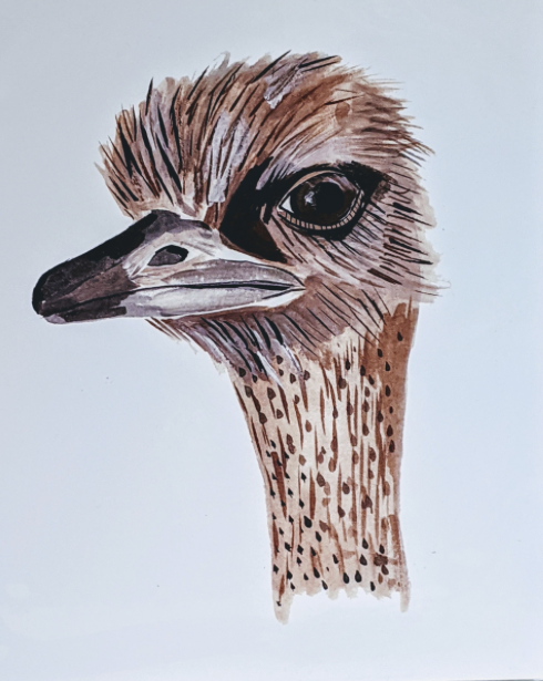 201 ($15) Print - Ostrich
