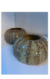 027 ($36) Urchin Plant Holder