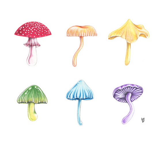 205 ($7) Card - Rainbow Mushrooms