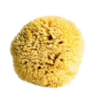 079 ($25) Barefoot Venus - Sea Sponge